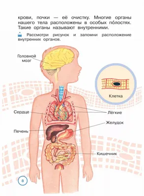 Строение организма человека — урок. Окружающий мир, 3 класс.