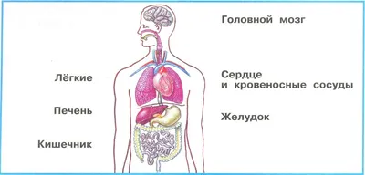 Внутренние органы человека Модель человеческого тела Стоковое Фото -  изображение насчитывающей кишечники, думмично: 88496576