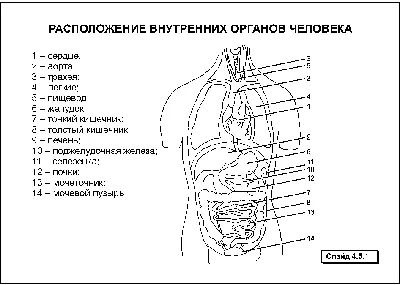 Строение человека (внутренние органы): 30 фото с надписями