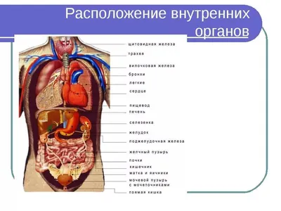 Человек Скелета И Внутренних Органов — стоковые фотографии и другие картинки  Анатомия - Анатомия, Без людей, Биология - iStock