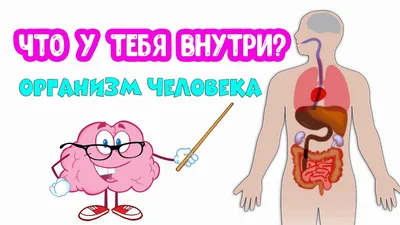 Как Расположены Внутренние Органы? Анатомия Человека + Картинки | Анатомия,  Анатомия человека, Человек