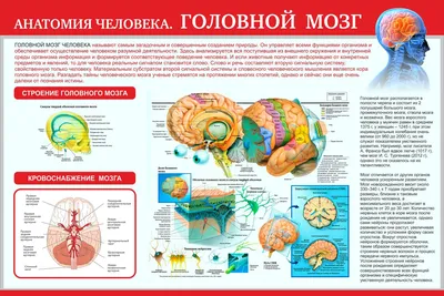 Части тела на английском языке | English Prime