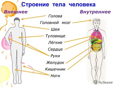 Организм ЧЕЛОВЕКА. Что у тебя внутри? - YouTube