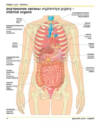 Картинки Внутренние органы человека для детей (39 шт.) - #4331