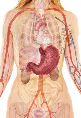 Анатомия Человека \"Расположение внутренних органов в картинках\"