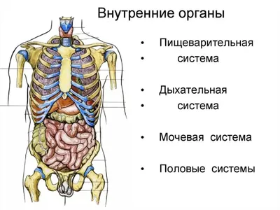 Упрощенное строение пищеварительного тракта | Tervisliku toitumise  informatsioon