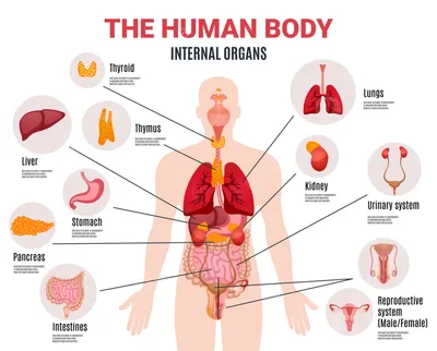 Анатомия человека в картинках - 67 фото