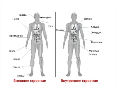 Органы человека: расположение в картинках. Анатомия частей тела