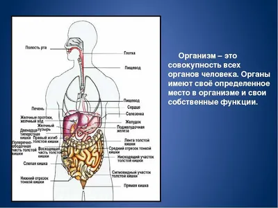 анатомия почки человека, картинка матки фон картинки и Фото для бесплатной  загрузки