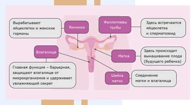 Фурункул кожи: лечение, причины, удаление