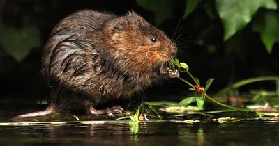 Водяная крыса Arvicola amphibius - SSAF