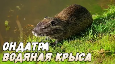 австралийская водяная крыса Стоковое Изображение - изображение  насчитывающей австралийцев, крыса: 224472071