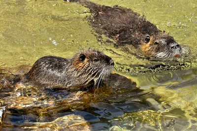 Водяная крыса coypu в зеленой траве. | Премиум Фото