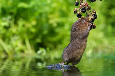 Луковичные цветы, которыми не заинтересуются водяные полевки! - Aednik24