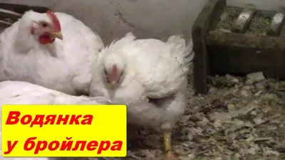 Что такое водянка яичка (гидроцеле)? | Урология в Омске