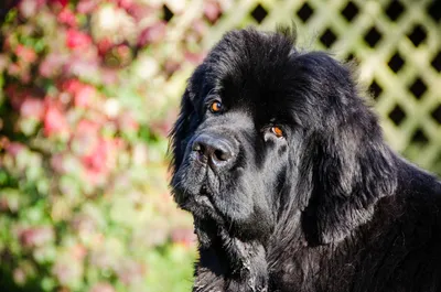 Португальская водяная собака (Portuguese Water Dog) - это умная, очень  смелая и преданная порода собак. Описание, отзывы и фото.