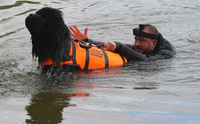 Водолаз собаки в ванне на море 2 Стоковое Изображение - изображение  насчитывающей ослабьте, жезлов: 151093661