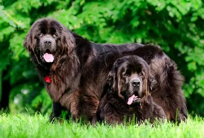 Дружище Гав on X: \"Ньюфаундленд (водолаз) 🐕🐶 #newfoundland #newfoundlands  #newfoundlanddog #newfoundlandsofinstagram #newfoundlanddogsofinstagram  #newfoundlanddogs #newfoundlove #bigdog #sunufrizetava #birmapets  #ньюфаундленд #bigdogs https://t.co ...