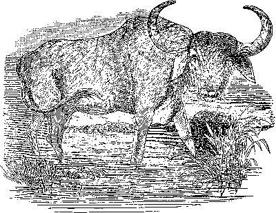 Bull, вол, корова стоковое фото. изображение насчитывающей черный -  112941452