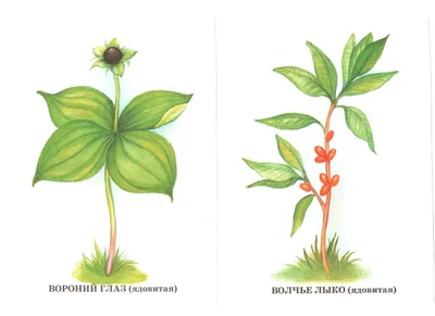 Ядовитые ягоды Вороний глаз (полностью ядовитая ягода) Волчье лыко (он же  волчий плющ, волчья ягода.. | ВКонтакте