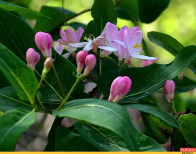 Daphne mezereum — Волчеягодник обыкновенный — Bruns Pflanzen