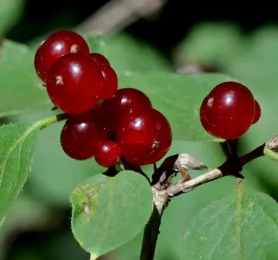 HUSKYmalays.salt WOLFBERRY(Лед.волчья Ягода)30мл купить оригинал по низкой  цене в Первый Табачный