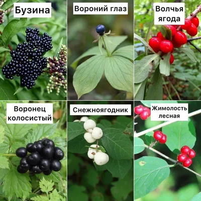 Волчья ягода фото