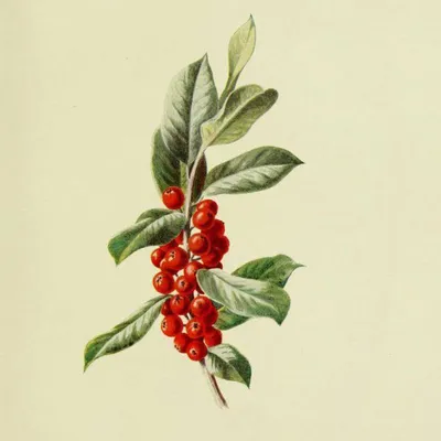 Datei:Sambucus callicarpa 14009.JPG – Wikipedia