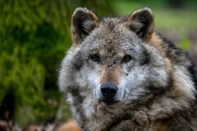 Волк 🐺 винилография аэрография на авто, любые наклейки волков