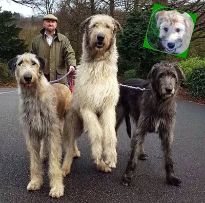 Ирландский волкодав (Irish Wolfhound) - это большая, бесстрашная и сильная  порода собак. Отзывы, описание и фото породы.