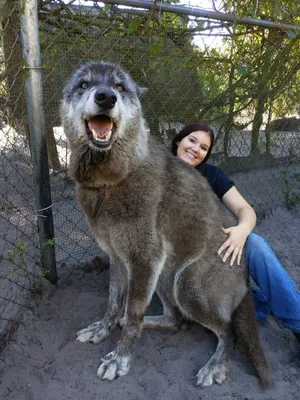 Удивительно огромное животное - волкособ Юки. Серый волк+хаски+овчарка | In  Dogs we Trust | Дзен