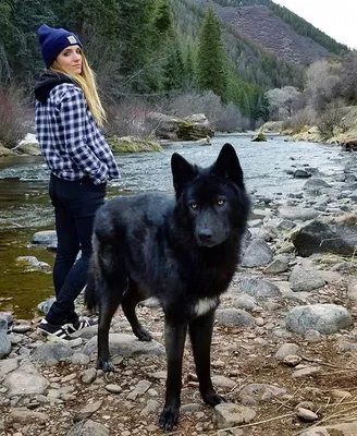 Волкособ (Wolfdog) - это активная, сильная и очень умная порода собак.  Описание, фото и отзывы.