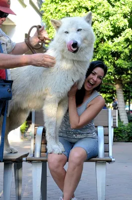 ГОЛУБОЙ ВОЛКОСОБ - BLUE WOLFDOG | wolfriend.ru