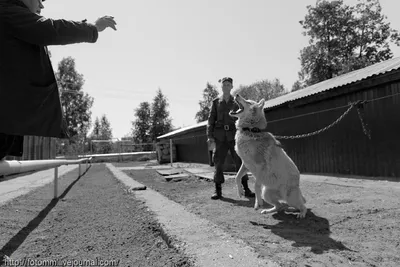 Голубой волкособ - 76 фото