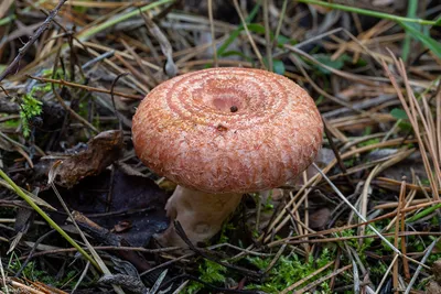 Волнушка розовая (Lactarius torminosus) – Грибы Сибири [Вложение: 25601]