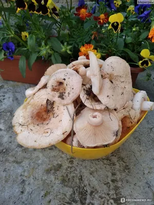 Волнушка белая (Lactarius pubescens) фото и описание