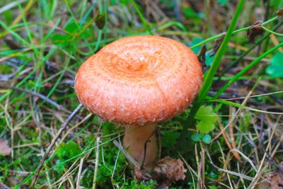 Волнушка белая - Lactarius pubescens - Грибы Уломы Железной