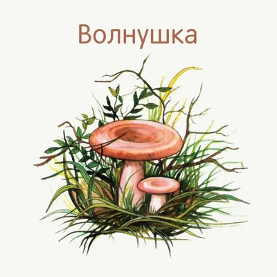 Волнушка розовая (Lactarius torminosus) – Грибы Сибири [Вложение: 6873]