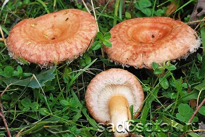 Волнушка розовая (лат. Lactarius torminosus)