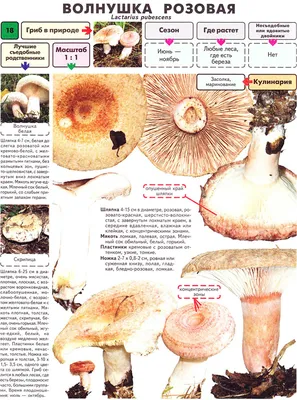 Грибы Калужской области: Волнушка розовая (Lactarius torminosus) Все фото  гриба на сайте