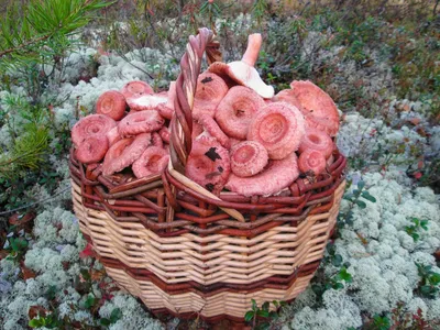 Lactarius pubescens, Волнушка белая (белянка)