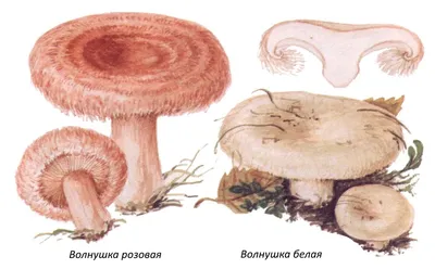 Почему волнушка – это не «ложный рыжик» и как этот гриб получил свое  название | Полное лукошко | Дзен