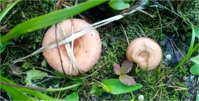 🍄 Волнушка розовая (Lactarius torminosus) — Съедобные и условно съедобные  грибы, описание, фото | LePlants.ru