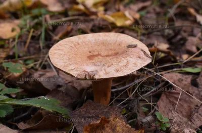 Волнушка розовая (Lactarius torminosus) – Грибы Сибири [Вложение: 25599]