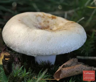 Грибы Калужской области: Волнушка розовая (Lactarius torminosus) Все фото  гриба на сайте