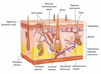 Волосяная луковица фото