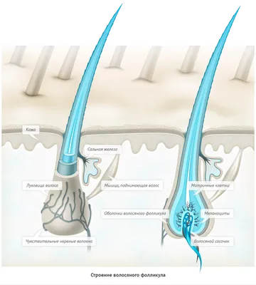 Строение волоса человека