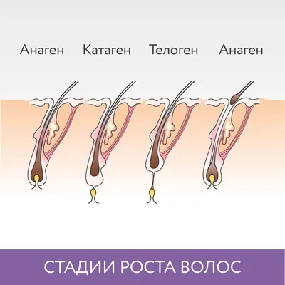 Трихолог Суми on Instagram: \"Волосяной фолликул - или волосяная луковица-  это динамичный орган, который находится в дермальном (на глубине от 2-4 мм)  слое кожи. Этот мини орган регулирует рост волос, состоит из