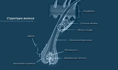 растущая волосяная луковица. иллюстрация плоского вектора. Иллюстрация  вектора - иллюстрации насчитывающей красивейшее, здоровье: 228765264