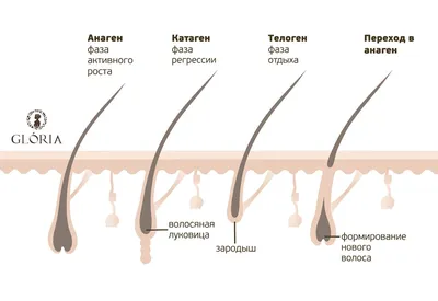 СТАДИИ АКТИВНОСТИ ФОЛЛИКУЛА ▪️ ⠀ Волосяной фолликул с момента возникновения  проходит цикличные стадии активности и состояния покоя. От этих стадий... |  By Epilare Laser Lumenis | Facebook